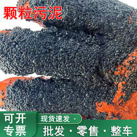 活性污泥污水处理厌氧颗粒菌种池生化系统高效净水菌种