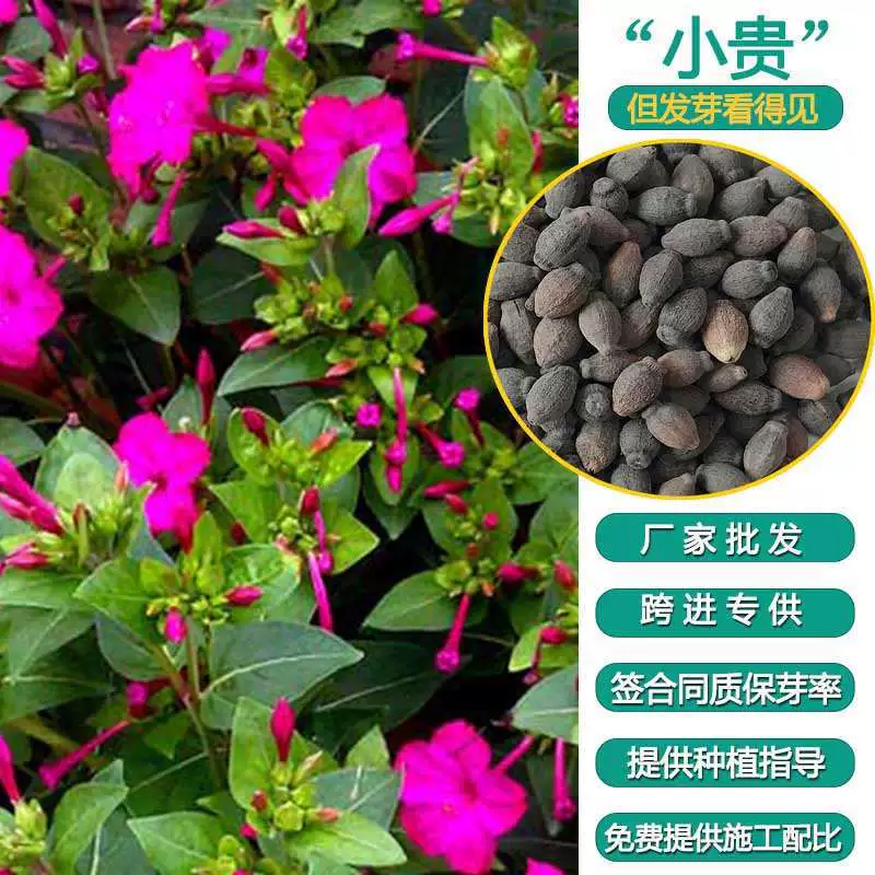 Мирабилис Жасмин семена цветов легко выращивать цветы Комнатные цветы ночи цветок сирени моя пыльца фасоли цветок Румяна цветок посев в четыре сезона