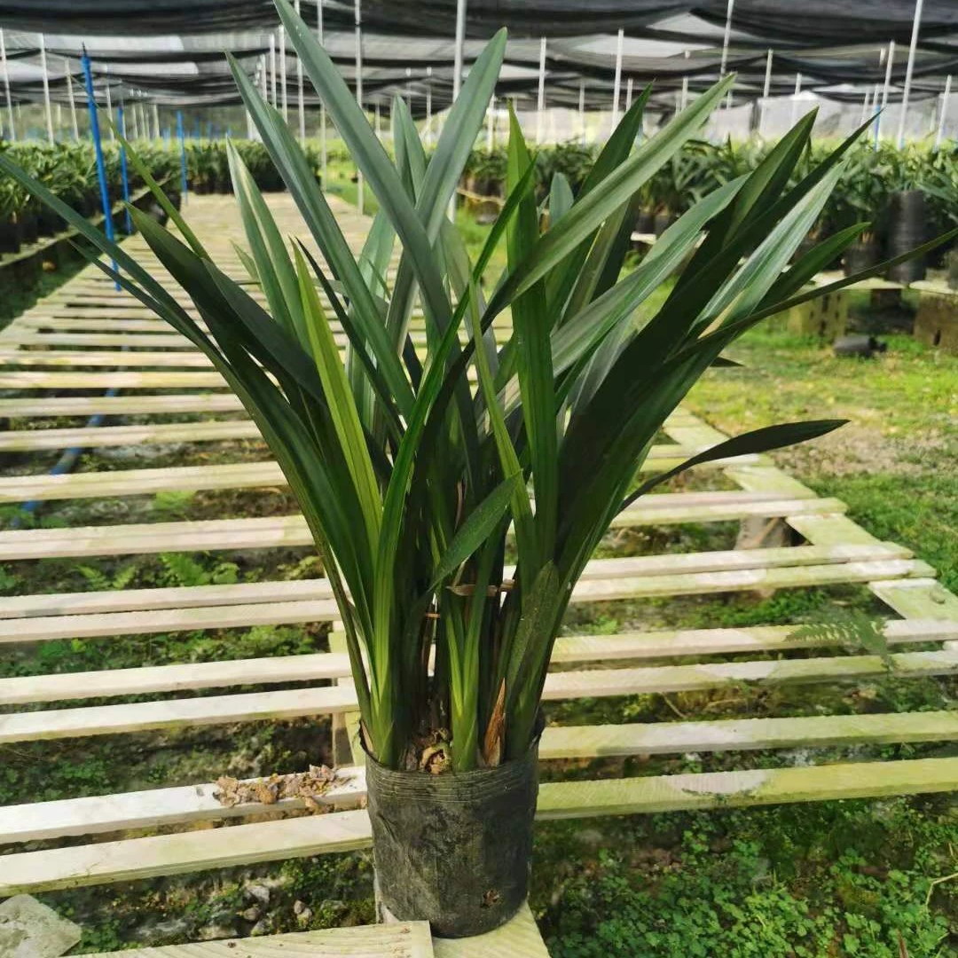 Элитные и изысканные саженцы ароматных орхидей, свежие цветы и зелень, ароматные орхидеи с розовыми цветами, ароматные орхидеи в горшках.