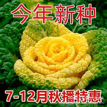 SĞ˷Nͺͥ͝ԺNֲջSĲ߲˷N