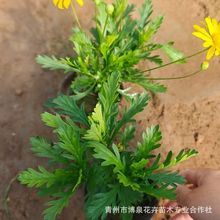 茼蒿木春菊黄金菊苗四季开花易活阳台多年生庭院室外花卉