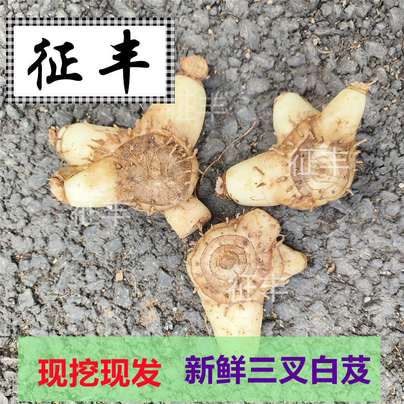 人工去根白芨新鲜新货三叉白芨不带根 现挖现发中药材包邮