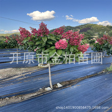 耐寒圆锥绣球盆栽花苗独杆木绣球棒棒糖庭院观赏永生绣球花树小苗