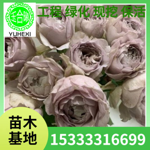 Ryuko Kawauchi's Fragrant Lucifer Cut Flower Rose Seedlings Potted Outdoor Balcony Multi-Season Flowering Plants