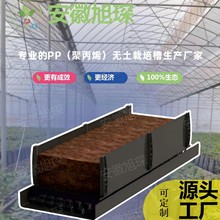 ۱ϩPPNֲ Ҵõrл{ݮݮ߲ o