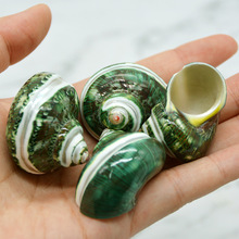 天然海螺壳绿猫眼蝾螺 寄居蟹替换壳 轨道猫眼螺鱼箱造景贝壳装饰
