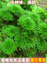 ���ؾ���߀������滨��ֲ���辰�������Լ�ɽ�M����ˮʯ�����m��