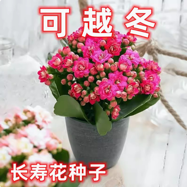 Semillas de flores de larga vida, plantas en maceta en el balcón interior y exterior, flores fáciles de vivir, semillas de flores silvestres en todas las estaciones