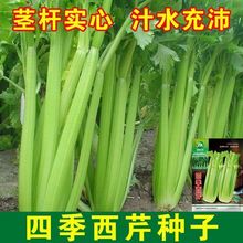 ļ۷Nˬ۲˷NӸ߮ą߲˷Nե֭