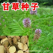 �ʲݷN���ļ��в�ș�ķN�Ѽ�ͥ�̨����ֲ���r�Ҵ����߲ˮ��w�S��