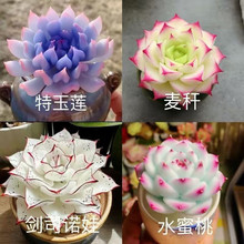多肉套餐蓝色极光白冰玉女王麦秆水蜜桃侧影净化空气室内桌面盆栽