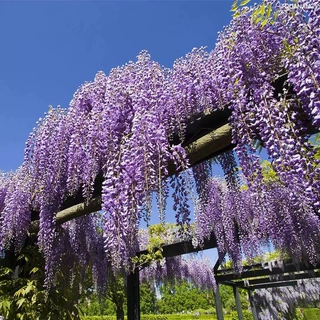 紫藤种子紫藤萝走廊花架爬藤植物庭院四季多花紫藤跨境种子