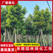 ���ϼt������� ��ֲ���� ���t�� ���ϲ˶��G�����b������ع���