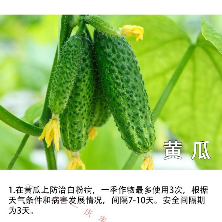 Швейцария Швейцария зеленый