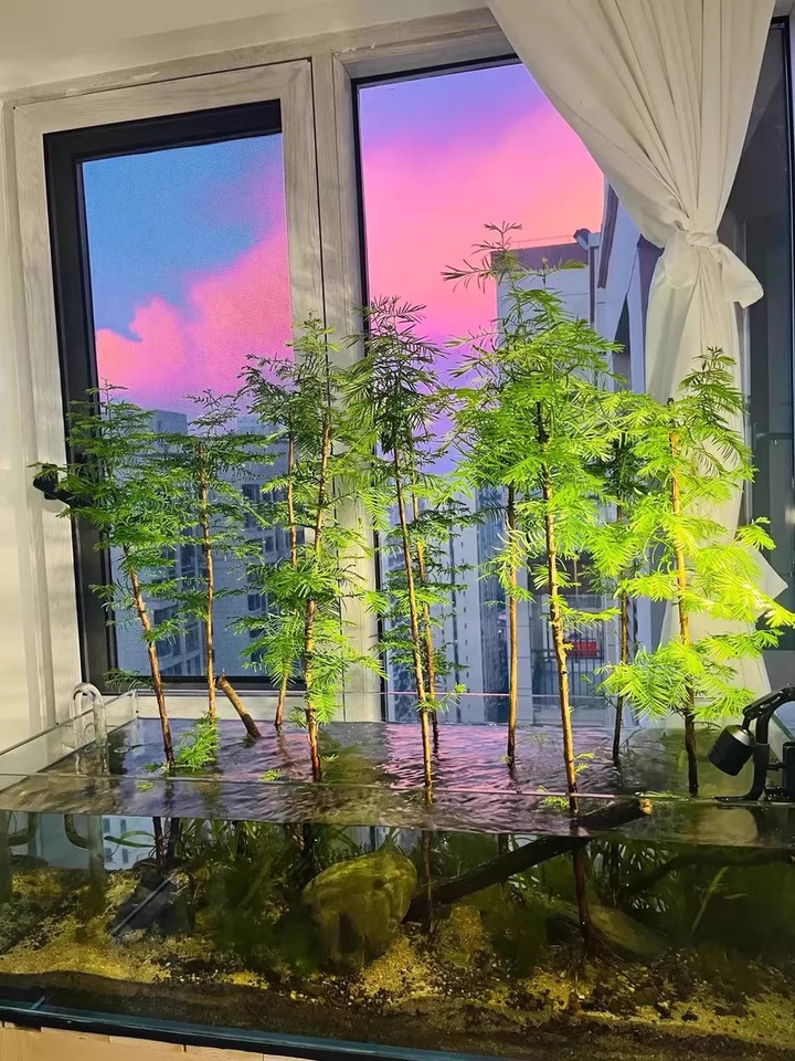 메타세쿼이아 40- 50cm 높이 20그루