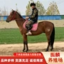 北京市场地区养马马