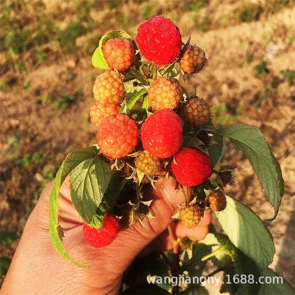 Рассада малины Очень большая двухсезонная Малина Желтая красная рассада малины Юг-Север Рассада фруктов в горшках
