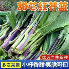 ���ļt���{�N���Ѹ߮a�ļ����N�͟��Ϲ����m��̦�N���߲˷N�Ӵ�ȫ