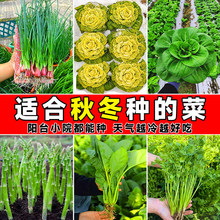 һ�����l�ﶬ���߲˷N�Ӵ�ȫ�������С�ײ����ļ��j�����[�·N��