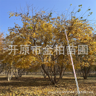 Landscaping Five-Pointed Maple Landscape Tree Wholesale Cluster Five-Pointed Maple Landscaping Tree Yuanbao Maple Afforestation Maple Sapling
