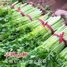 ��4��9̖���ʺ��۲����������۸��۸߮a�ļ����������̨����ֱ�l