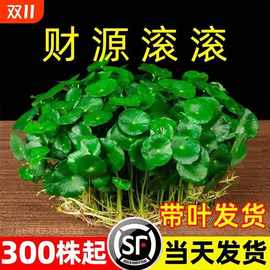 带叶铜钱草小绿植水培植物四季好养土培室内盆栽大叶金钱草铜钱草