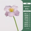 Purple New Tulip (Leafless)
