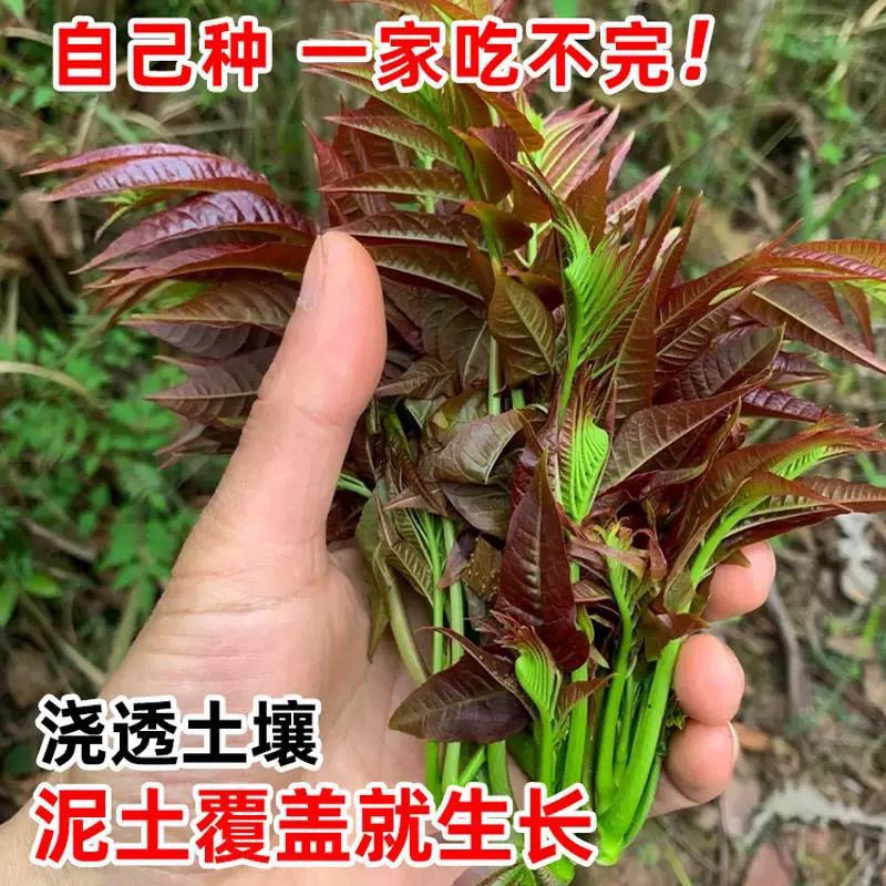 香椿种子红油香椿种子高产四季食用香椿树种子庭院阳台红香椿种籽