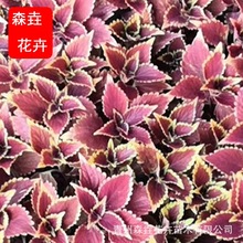���~��С���� �pɫ���r��� ����ɫ�҃ȾGֲ�^�~ ���~������