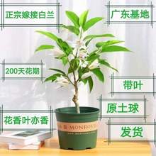 【黄果兰】_黄果兰品牌/图片/价格_黄果兰批发_阿里巴巴