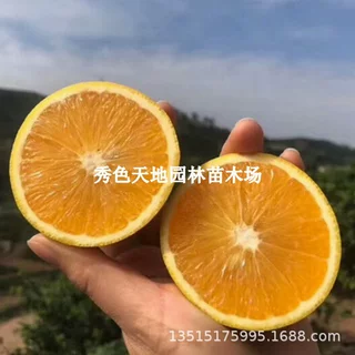 爱媛38号树苗果冻橙果树果苗盆栽象山红美人橘子树柑桔橙子水果树