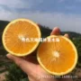 爱媛象山盆栽柑桔果苗