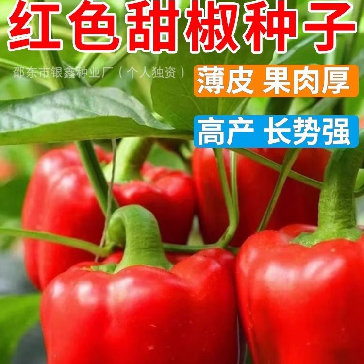 红甜椒种子辣椒彩椒柿子红青椒四季原装大全圣女果