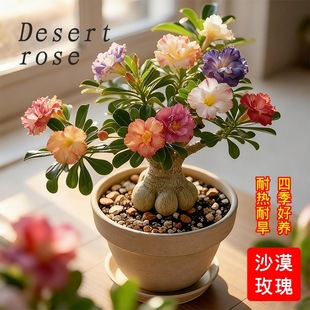 ��ɫ�ذ�ɳĮõ���Ď������̨�҃Ⱥ��B�͸ɺ�����С���Ի��ܾGֲ