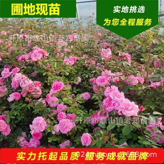 蔷薇花苗 北方耐寒藤本植物 粉红色蔷薇盆栽杯苗庭院篱墙观赏花卉