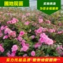 北方观赏盆栽耐寒花卉