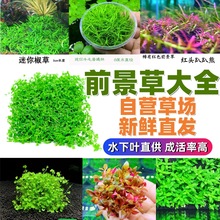 前景爬地矮珍珠趴地迷你鱼缸造景活体真水草懒人速成阴性淡水植物