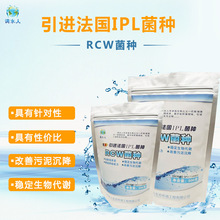 厂家现货 污泥处理RCW菌种 淤泥处理菌改良抑有害菌 菌种