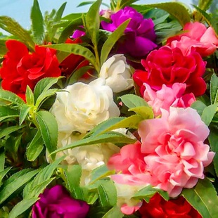 �ذ�軨�P�ɻ��N�Ӷ��ָ�ײ�ָ�׻������ļ��׻�N������