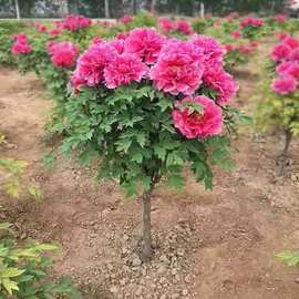 批发四季富贵牡丹苗观赏花卉秋牡丹苗盆栽室内室外绿植品种齐全