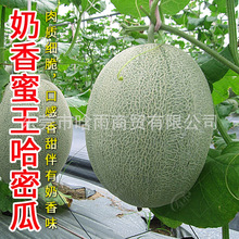 ���ܹϷN�ӾW�y�۹���ϷN�����ˮ����ȫ�˷N���Ϸ��ļ��Nֲ�߲�