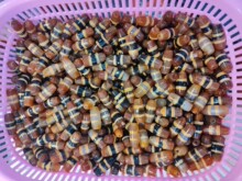 �}���Ϛ�ڰ׼t��ɫ����ɢ���ʽ�t���������朵������Ů�����L