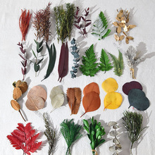 手工标本相框材料永生叶子干树叶黄杨叶尤加利叶云桦树混合叶枝条