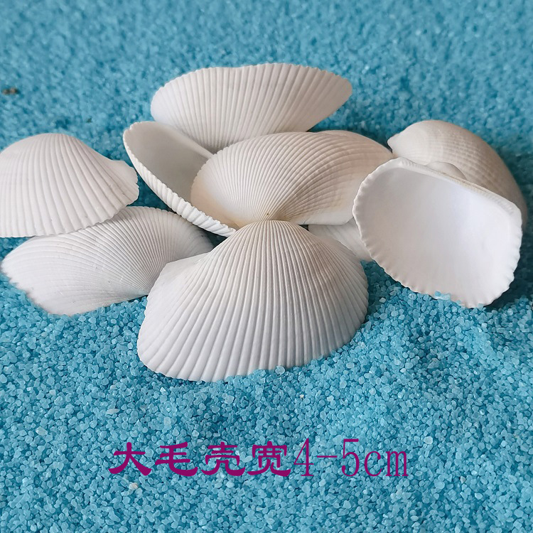 大毛