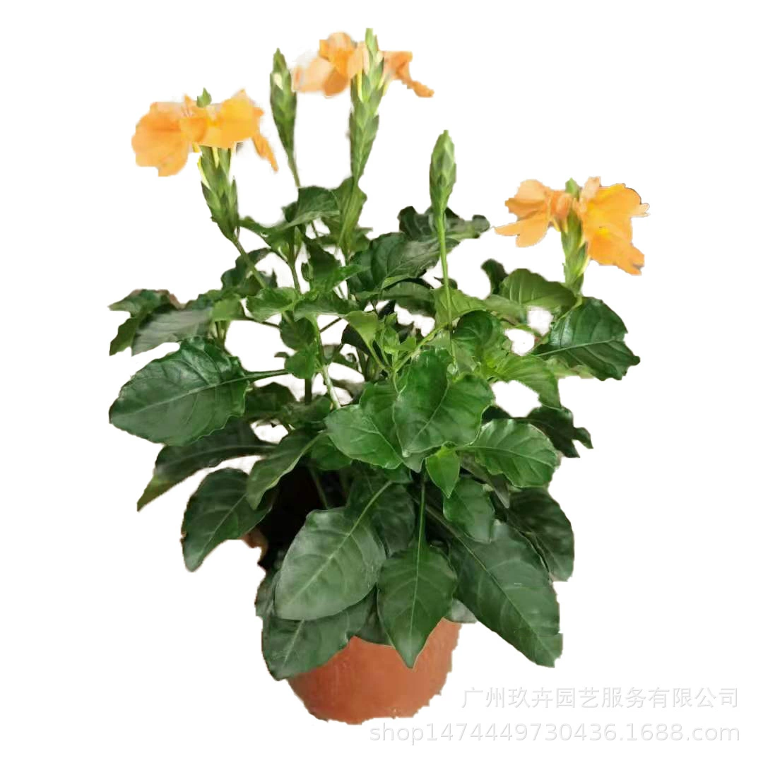 Птичий хвост цветок смотровое растение маленькая цветочная клумба в горшке парк цветок зеркало зеленое растение гостиная балкон офис настольное растение в горшке