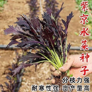 �Ͼ�ˮ�˷N����ѩ��ޮ�N�Ͻ�I�B��ˮ�����ﶬ����ɫ�߲˷N��