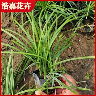 Fine-Leaf Ophiopogon Japonicus Dwarf Ophiopogon Japonicus Greening Landscape Gardening Project Qingzhou Flower Base Evergreen Flower Plant
