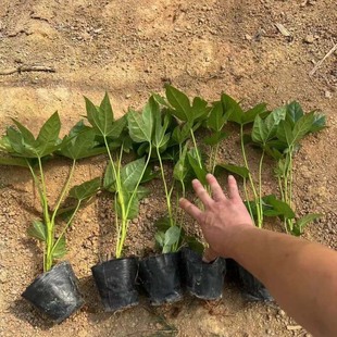 Nursery Wholesale Octagonal Gold Plate Ground Seedlings Hedge Road Greening Seedlings Complete Specifications
