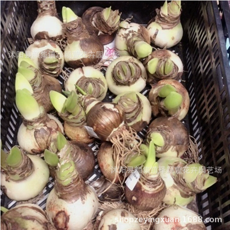 Оптовая Чжу Динхун семя мяч Чжу Динхун семена корня семян сверху Красный Одиночный стежок цветок Орхидея Хуачу Baizilian большое количество скидка