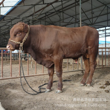 利木赞牛肉牛犊 4个月的肉牛犊多少钱一头 养牛场肉牛犊